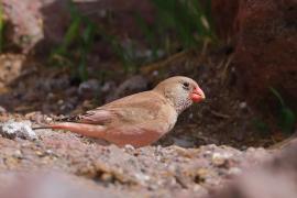 Gilak pustynny - Bucanetes githagineus - Trumpeter Finch