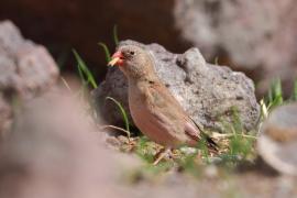 Gilak pustynny - Bucanetes githagineus - Trumpeter Finch