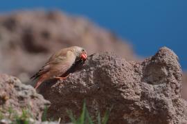 Gilak pustynny - Bucanetes githagineus - Trumpeter Finch