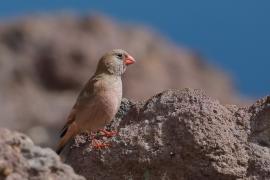 Gilak pustynny - Bucanetes githagineus - Trumpeter Finch