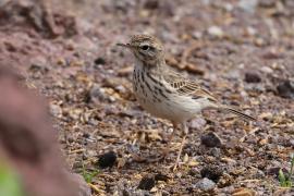 Świergotek kanaryjski - Anthus berthelotii - Berthelot's Pipit