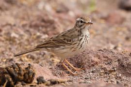 Świergotek kanaryjski - Anthus berthelotii - Berthelot's Pipit