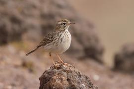 Świergotek kanaryjski - Anthus berthelotii - Berthelot's Pipit