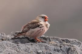 Gilak pustynny - Bucanetes githagineus - Trumpeter Finch