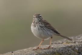 Świergotek kanaryjski - Anthus berthelotii - Berthelot's Pipit