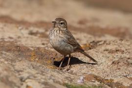 Świergotek kanaryjski - Anthus berthelotii - Berthelot's Pipit