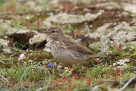 Świergotek kanaryjski - Anthus berthelotii - Berthelot's Pipit