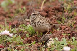 Świergotek kanaryjski - Anthus berthelotii - Berthelot's Pipit
