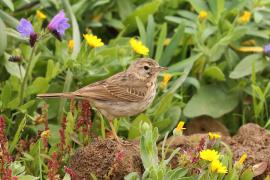Świergotek kanaryjski - Anthus berthelotii - Berthelot's Pipit
