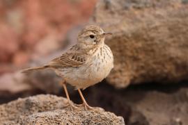 Świergotek kanaryjski - Anthus berthelotii - Berthelot's Pipit