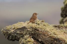 Świergotek kanaryjski - Anthus berthelotii - Berthelot's Pipit