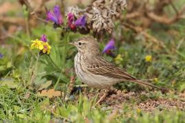 Świergotek kanaryjski - Anthus berthelotii - Berthelot's Pipit