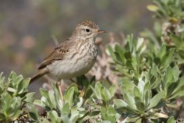 Świergotek kanaryjski - Anthus berthelotii - Berthelot's Pipit