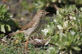 Świergotek kanaryjski - Anthus berthelotii - Berthelot's Pipit