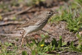 Świergotek kanaryjski - Anthus berthelotii - Berthelot's Pipit