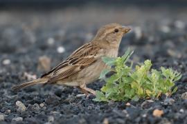 Wróbel śródziemnomorski - Passer hispaniolensis - Spanish Sparrow