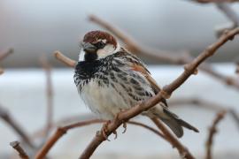 Wróbel śródziemnomorski - Passer hispaniolensis - Spanish Sparrow