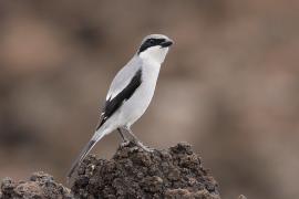 Dzierzba śródziemnomorska - Lanius meridionalis - Iberian Grey Shrike