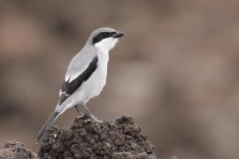 Dzierzba śródziemnomorska - Lanius meridionalis - Iberian Grey Shrike