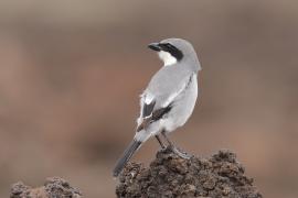 Dzierzba śródziemnomorska - Lanius meridionalis - Iberian Grey Shrike