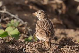 Skowrończyk mały - Alaudala rufescens - Lesser Short-toed Lark