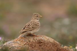 Skowrończyk mały - Alaudala rufescens - Lesser Short-toed Lark