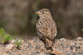 Skowrończyk mały - Alaudala rufescens - Lesser Short-toed Lark