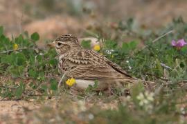 Skowrończyk mały - Alaudala rufescens - Lesser Short-toed Lark