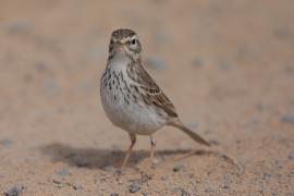 Świergotek kanaryjski - Anthus berthelotii - Berthelot's Pipit