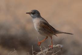 Pokrzewka okularowa - Curruca conspicillata - Spectacled Warbler