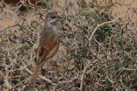 Pokrzewka okularowa - Curruca conspicillata - Spectacled Warbler