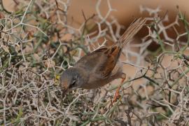 Pokrzewka okularowa - Curruca conspicillata - Spectacled Warbler