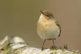 Pierwiosnek - Phylloscopus collybita - Common Chiffchaff
