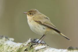 Pierwiosnek - Phylloscopus collybita - Common Chiffchaff