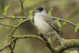 Kapturka - Sylvia atricapilla - Eurasian Blackcap