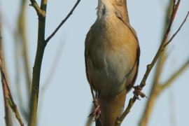 Brzęczka - Locustella luscinioides - Savi's Warbler