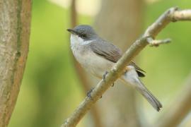 Piegża - Sylvia curruca - Lesser Whitethroat
