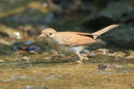 Cierniówka - Sylvia communis - Common Whitethroat