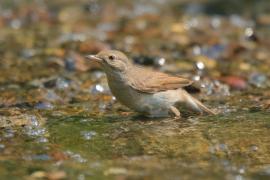 Cierniówka - Sylvia communis - Common Whitethroat