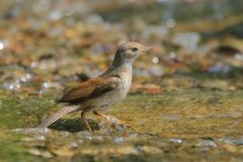 Cierniówka - Sylvia communis - Common Whitethroat