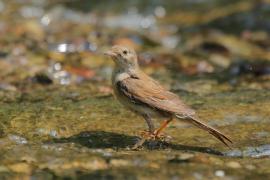 Cierniówka - Sylvia communis - Common Whitethroat