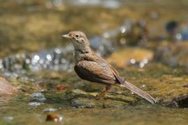 Cierniówka - Sylvia communis - Common Whitethroat