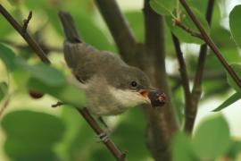 Piegża - Sylvia curruca - Lesser Whitethroat