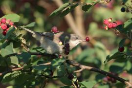 Piegża - Sylvia curruca - Lesser Whitethroat
