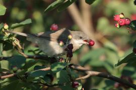 Piegża - Sylvia curruca - Lesser Whitethroat