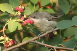 Piegża - Sylvia curruca - Lesser Whitethroat