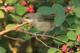 Piegża - Sylvia curruca - Lesser Whitethroat