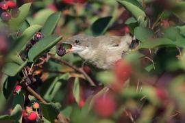 Piegża - Sylvia curruca - Lesser Whitethroat