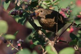Kos - Turdus merula - Common Blackbird
