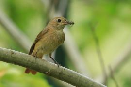 Pleszka - Phoenicurus phoenicurus - Common Redstart
